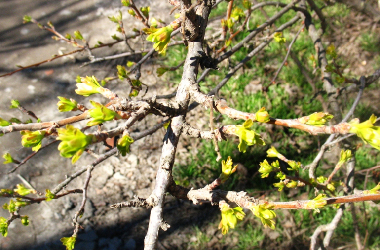 И к нам пришла весна!