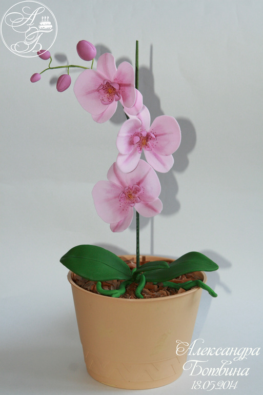 Моя первая орхидейка!!!