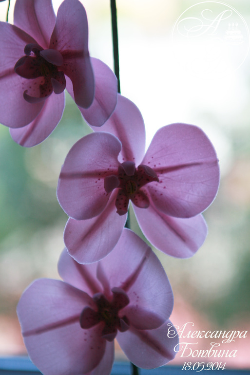 Моя первая орхидейка!!!