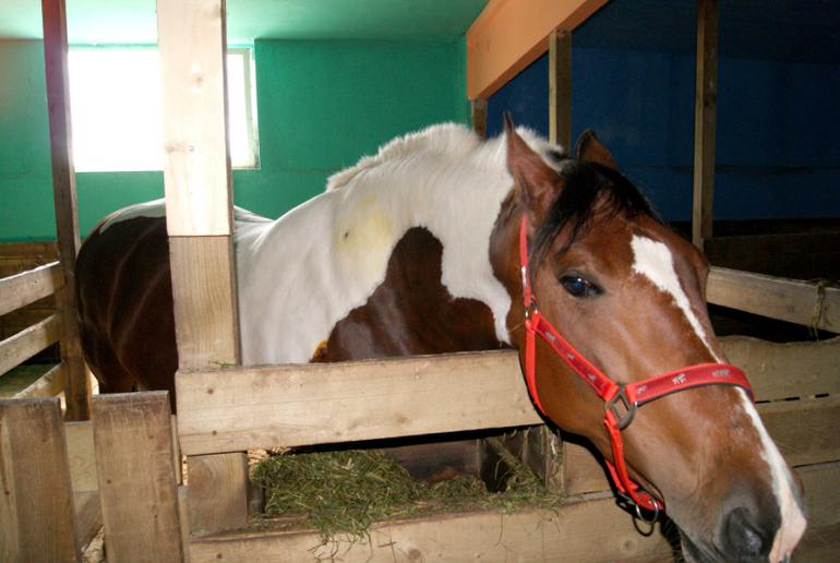 Мини-зоопарк Горки