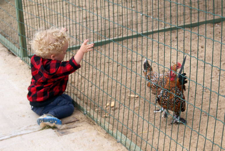 Мини-зоопарк Горки