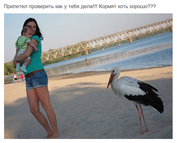 Аист))