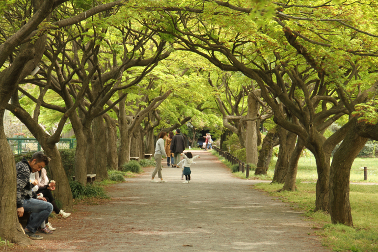 Koishikawa Botanikal Garden...