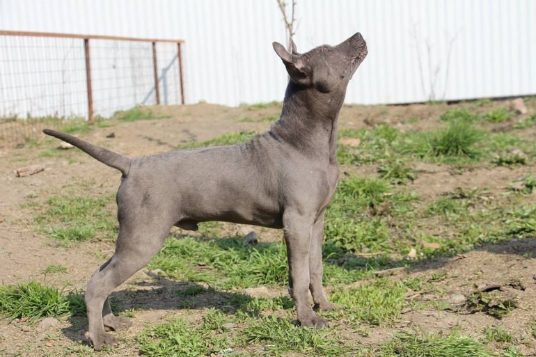 Тайский Риджбек! :)