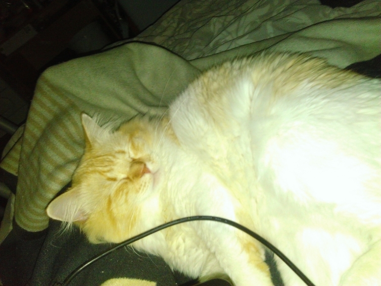 Отдам кота. Питер