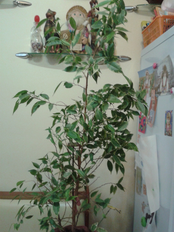 Девочки, помогите с прической цветику)))