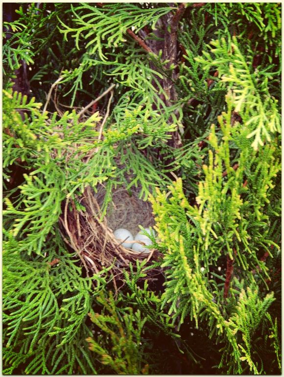 Дыхание природы... :) или наши радости за городом!