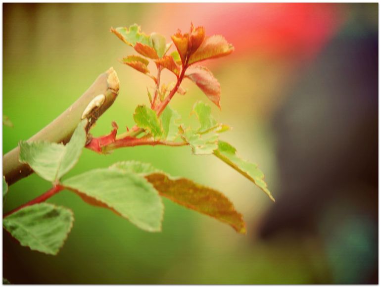 Дыхание природы... :) или наши радости за городом!