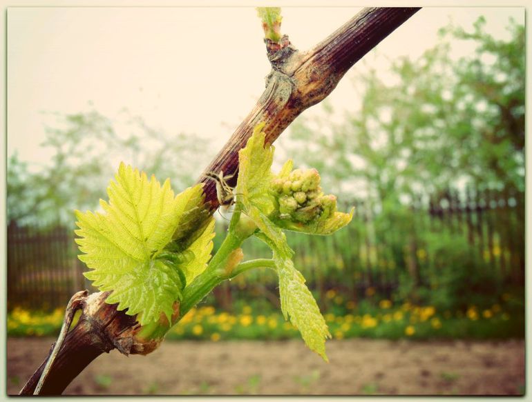 Дыхание природы... :) или наши радости за городом!