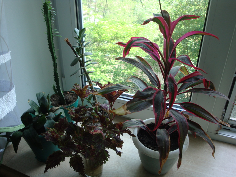 Моя растительность (хвастики)