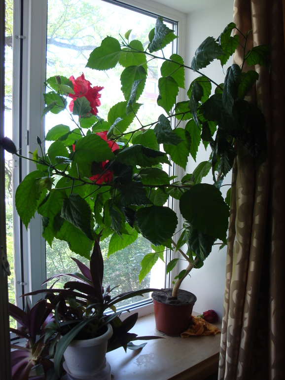 Моя растительность (хвастики)