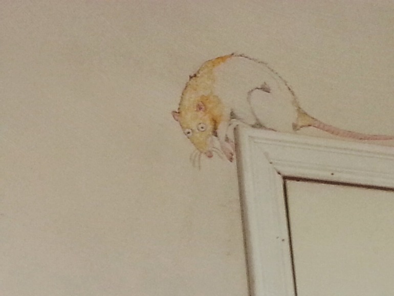 Животные на стенах