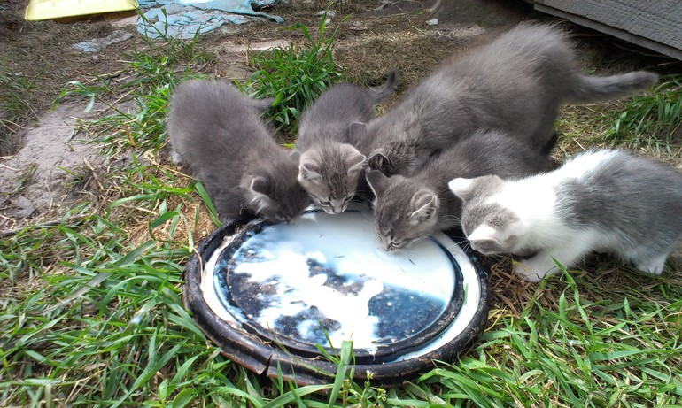 Этим котятам очень нужен дом!