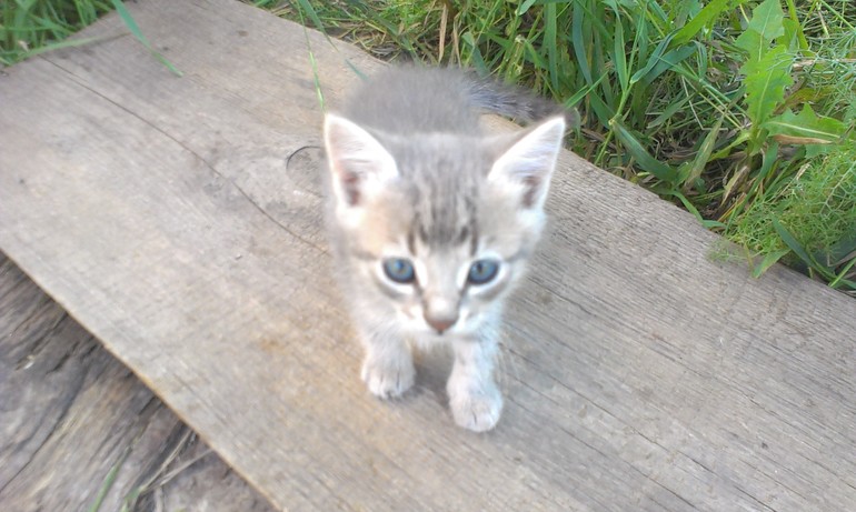 Этим котятам очень нужен дом!