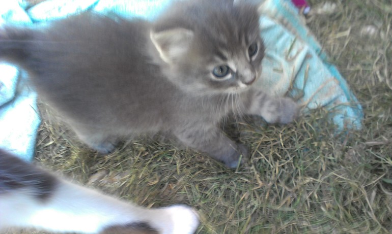 Этим котятам очень нужен дом!