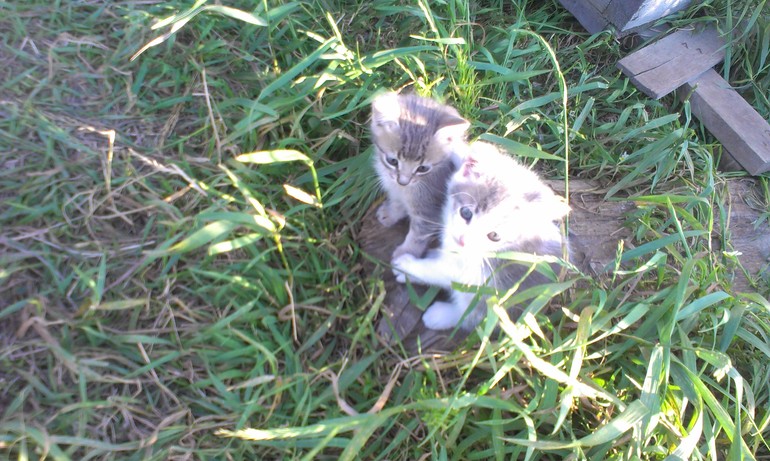 Этим котятам очень нужен дом!