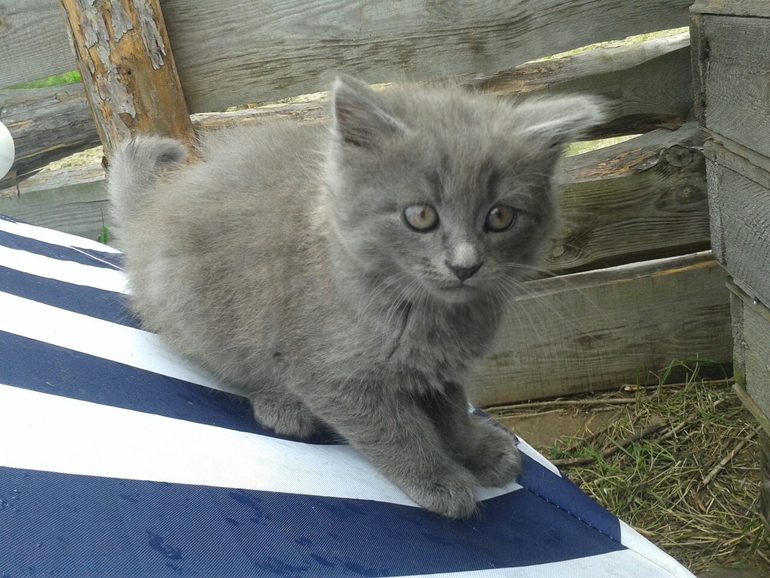 Этим котятам очень нужен дом!