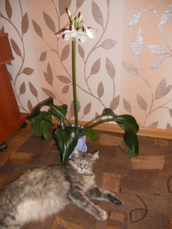 Моя амазонская лилия.