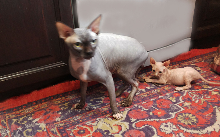 Канадские сфинксята)