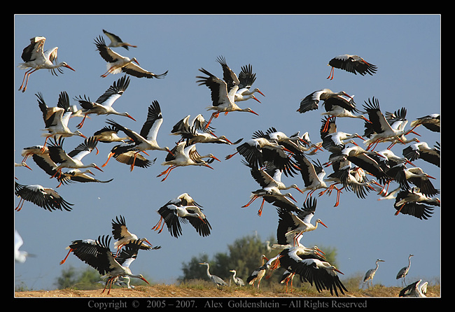 Разбираем аистов, они уже летят ))