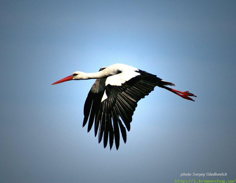 Разбираем аистов, они уже летят ))