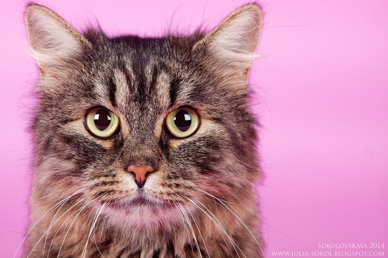 Москва и МО, чудо котята в добрые руки!