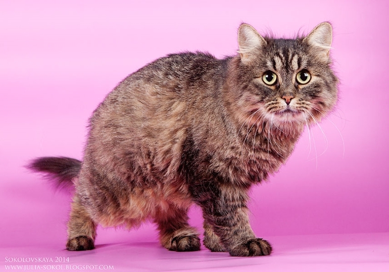 Москва и МО, чудо котята в добрые руки!