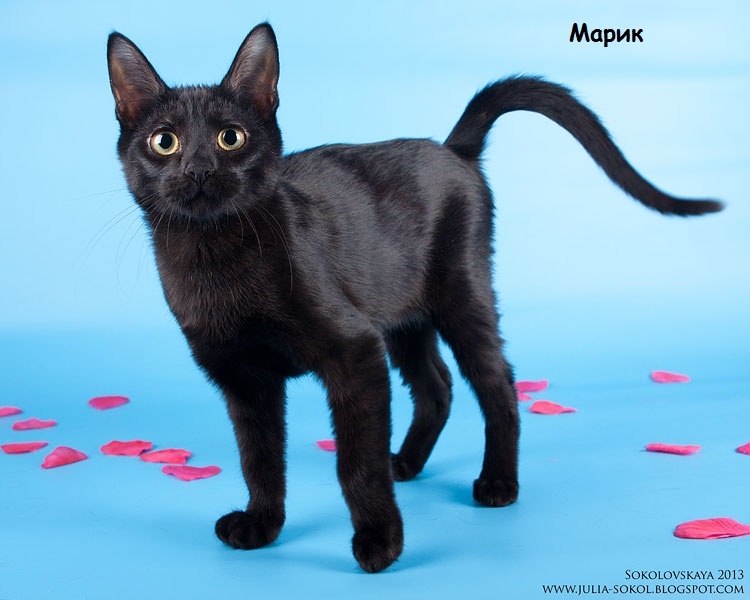 Москва и МО, чудо котята в добрые руки!