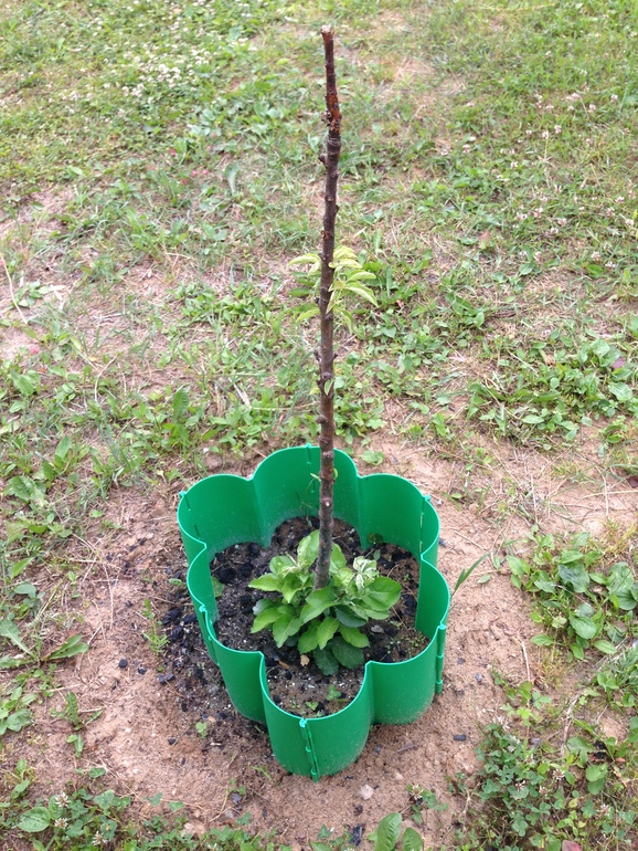 Что с яблоней?