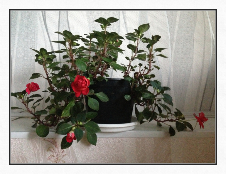 Мои красотулечки