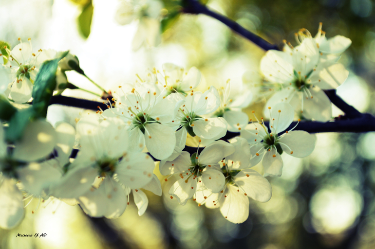 Погуляла... поймала за хвост весну.