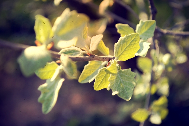 Погуляла... поймала за хвост весну.