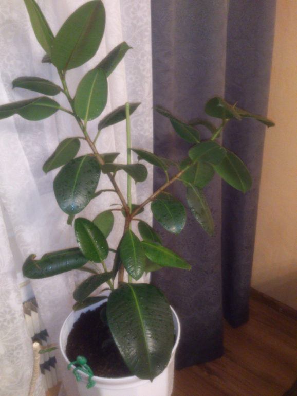 мои зелёные друзья!