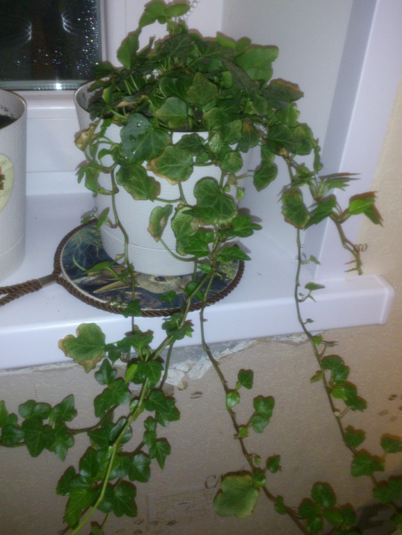 мои зелёные друзья!