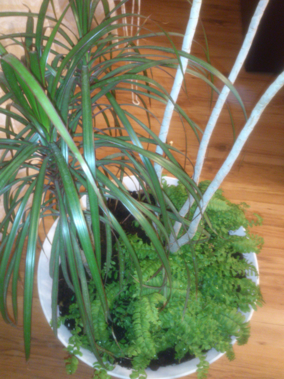 мои зелёные друзья!