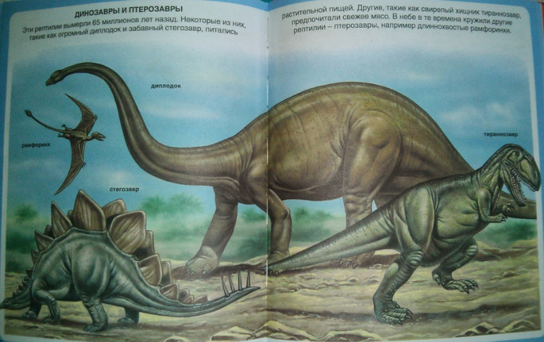 Наши игры с животными)