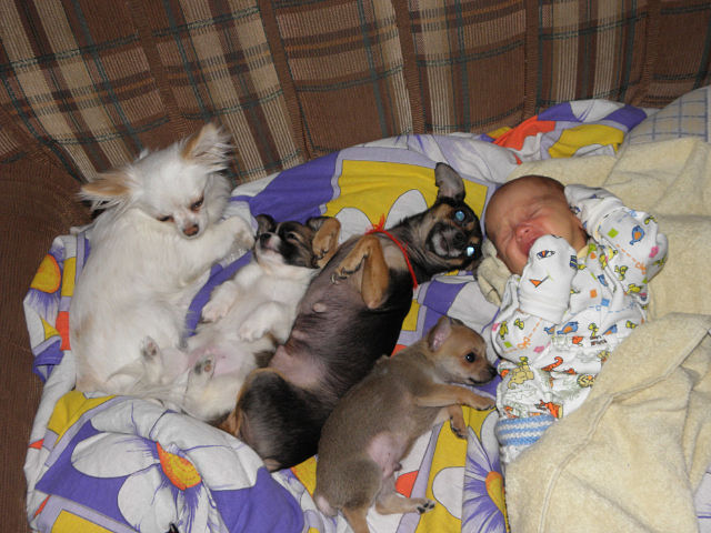 Моё зверьё любимое.........