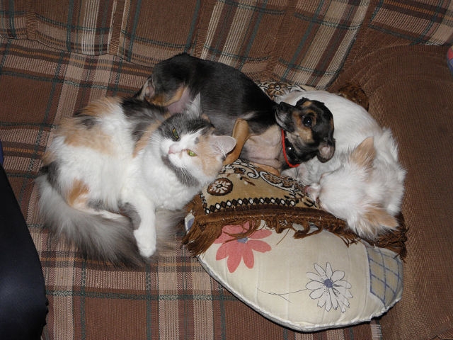 Моё зверьё любимое.........