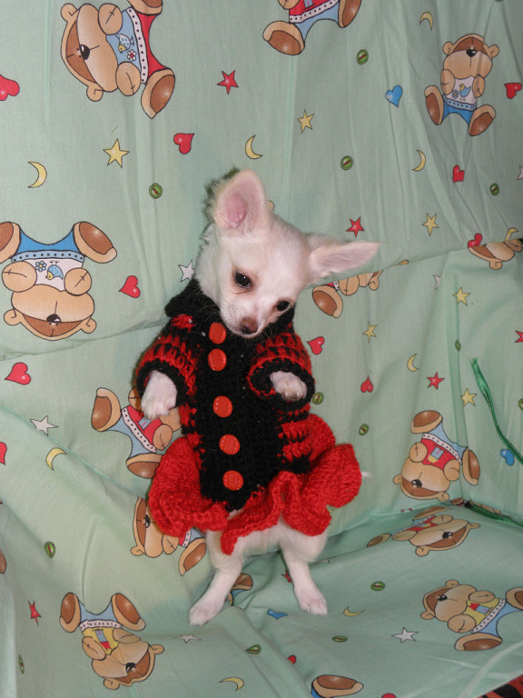 Моё зверьё любимое.........