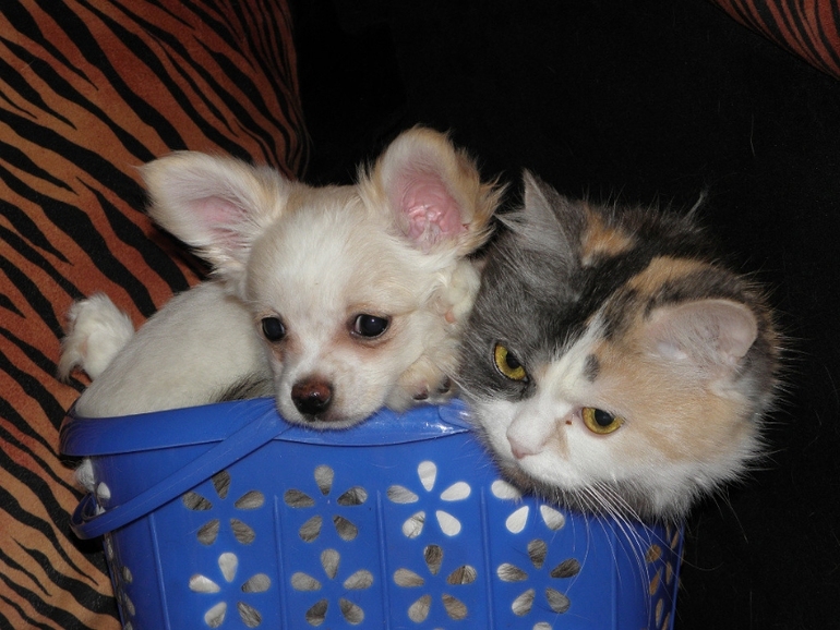 Моё зверьё любимое.........