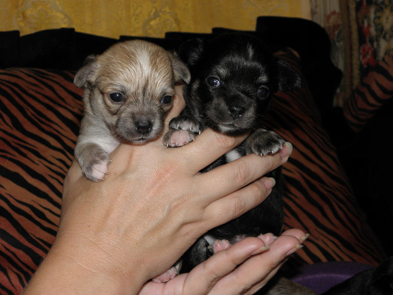 Моё зверьё любимое.........