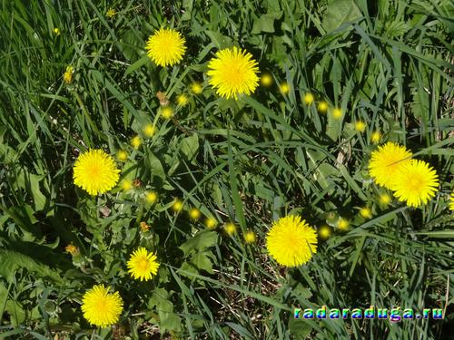 Тематическое занятие Одуванчик