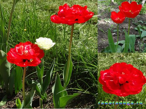 Тематическое занятие Тюльпан