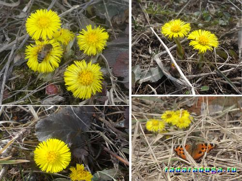 Тематическое занятие Мать-и-мачеха