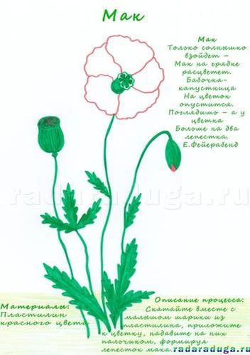 Летний альбом. Часть 1. Цветы. Творчество.