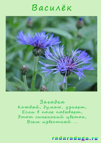 Летний альбом. Часть 1. Цветы. Творчество.