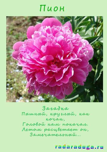 Летний альбом. Часть 1. Цветы. Творчество.