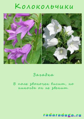 Летний альбом. Часть 1. Цветы. Творчество.