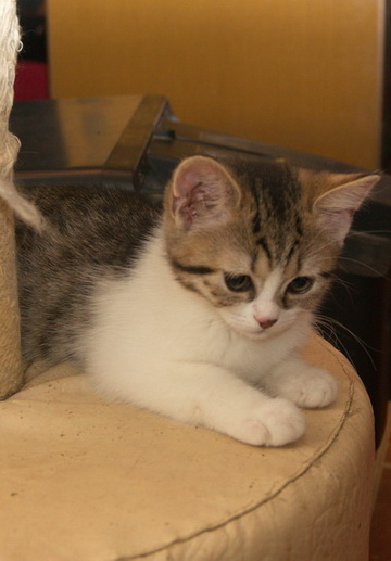 Отдаем котят в добрые руки