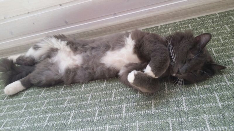 Как котэ на даче отдыхают)